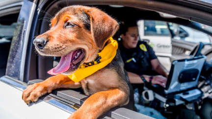 K9 For A Day
