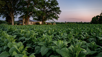 Pitt County Tobacco